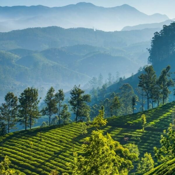 Luxury 3 night 4 days Darjeeling vacation 2 istockphoto 670688480 1024x1024 1703323019143